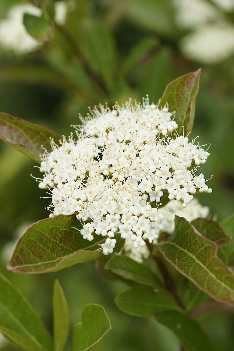 Viburnum nudum Winterthur