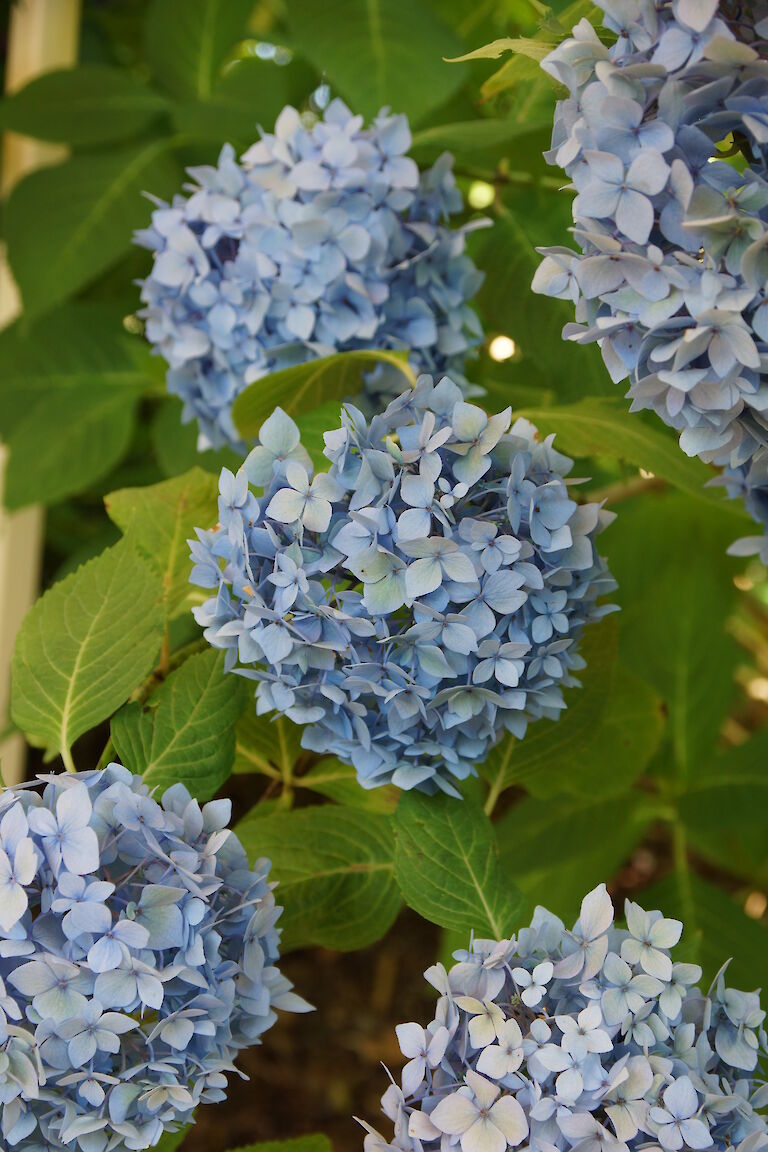 Hydrangea macrophylla