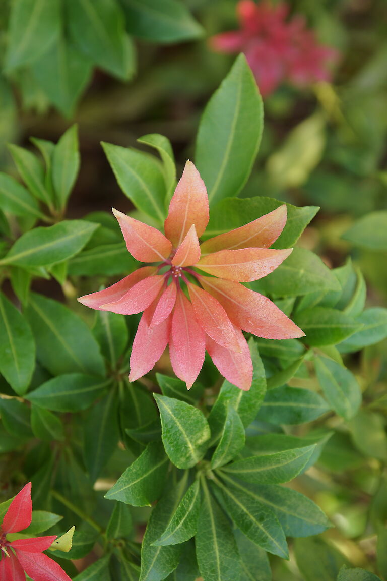 Pieris japonica