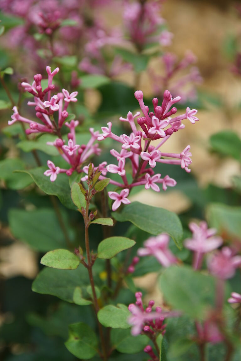 Syringa 'Pink Perfume'