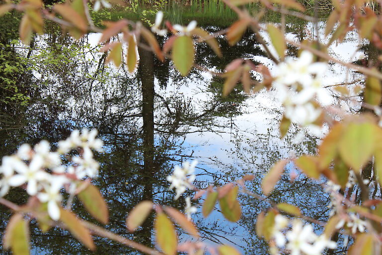 Amelanchier lamarckii