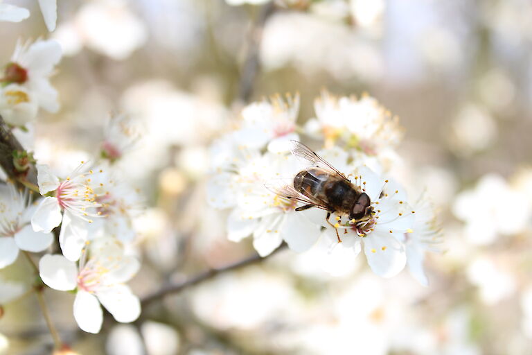 Prunus domestica ssp. syriaca Insekt