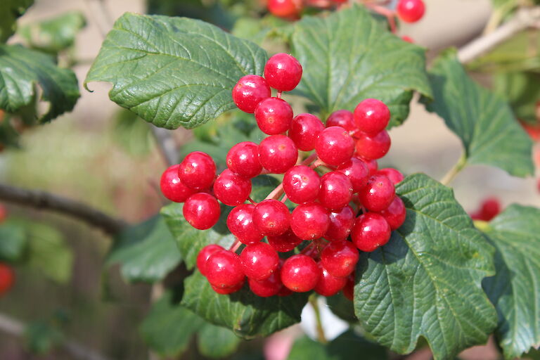 Viburnum opulus 'Compactum'