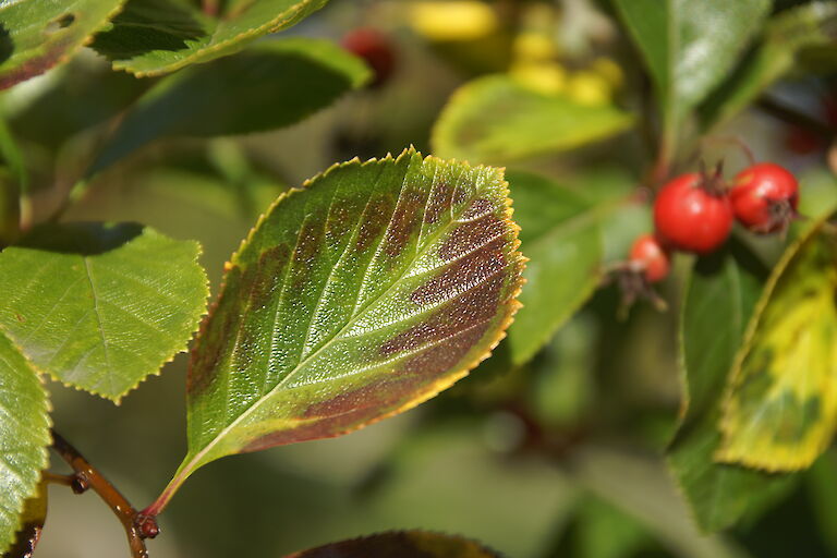 Sorbus aria