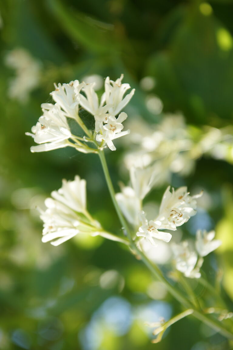 Staphylea colchica 'Pimpernuss; Klappernuss'