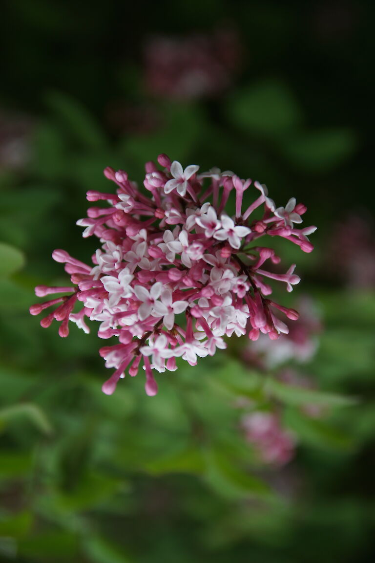 Syringa microphylla 'Superba'