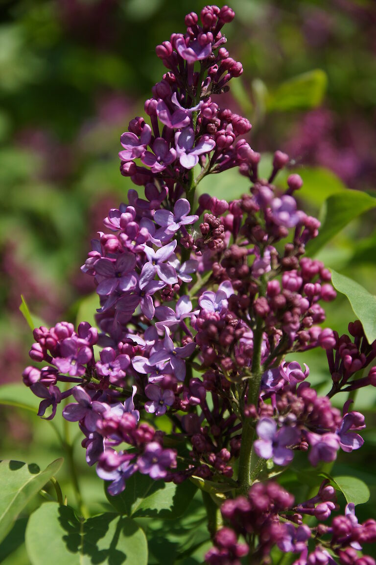 Syringa vulgaris Clarance D v Zandt