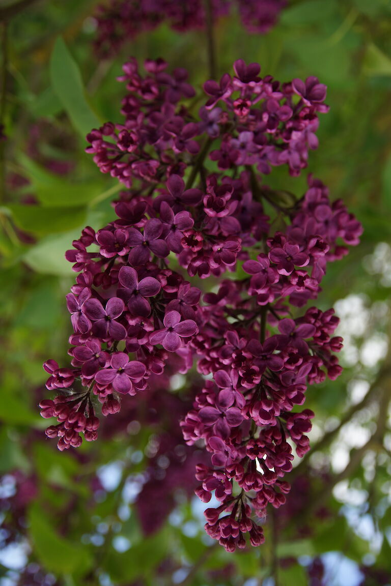 Syringa vulgaris Ludwig Spaeth