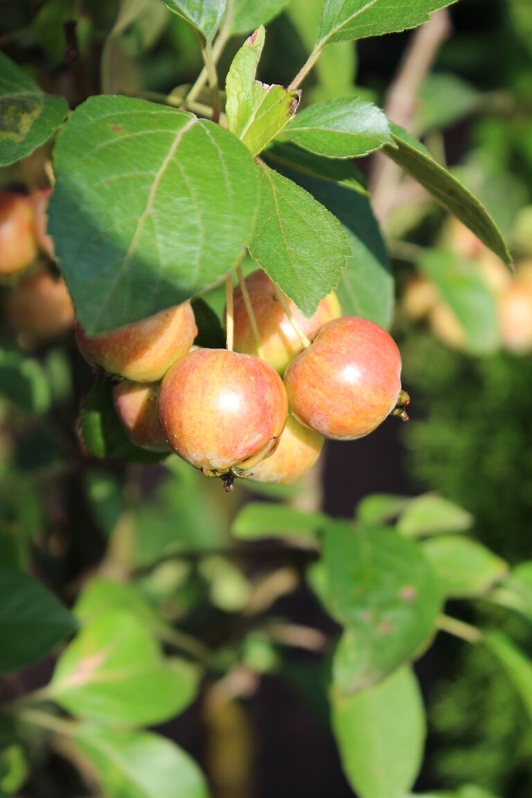 Malus 'Evereste'