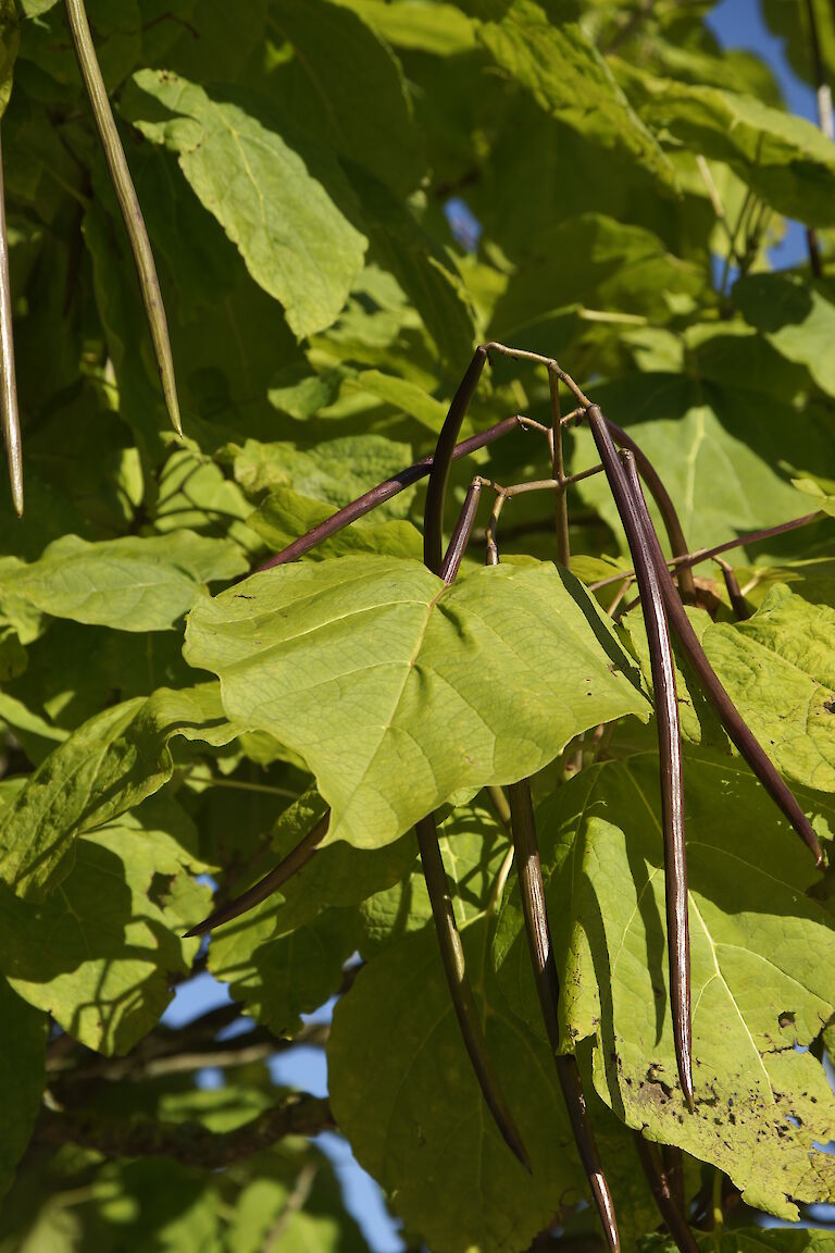 Catalapa bignonioides