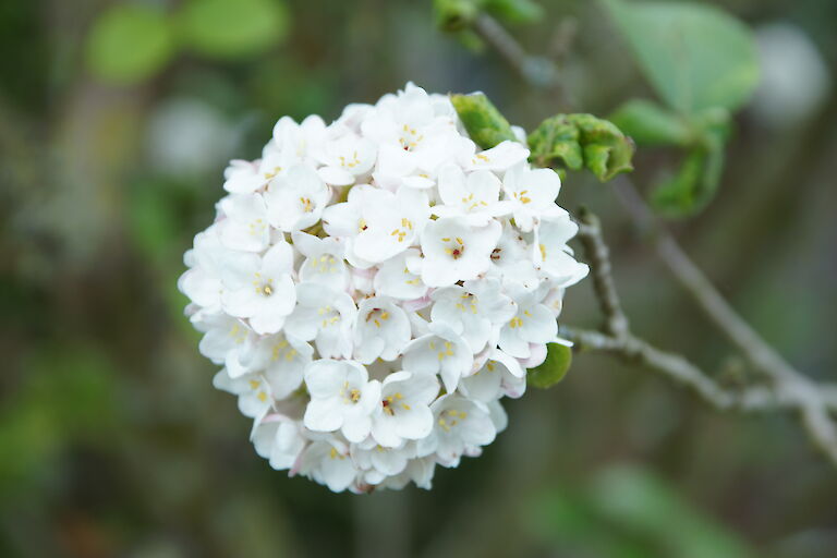 Viburnum x carlcephalum