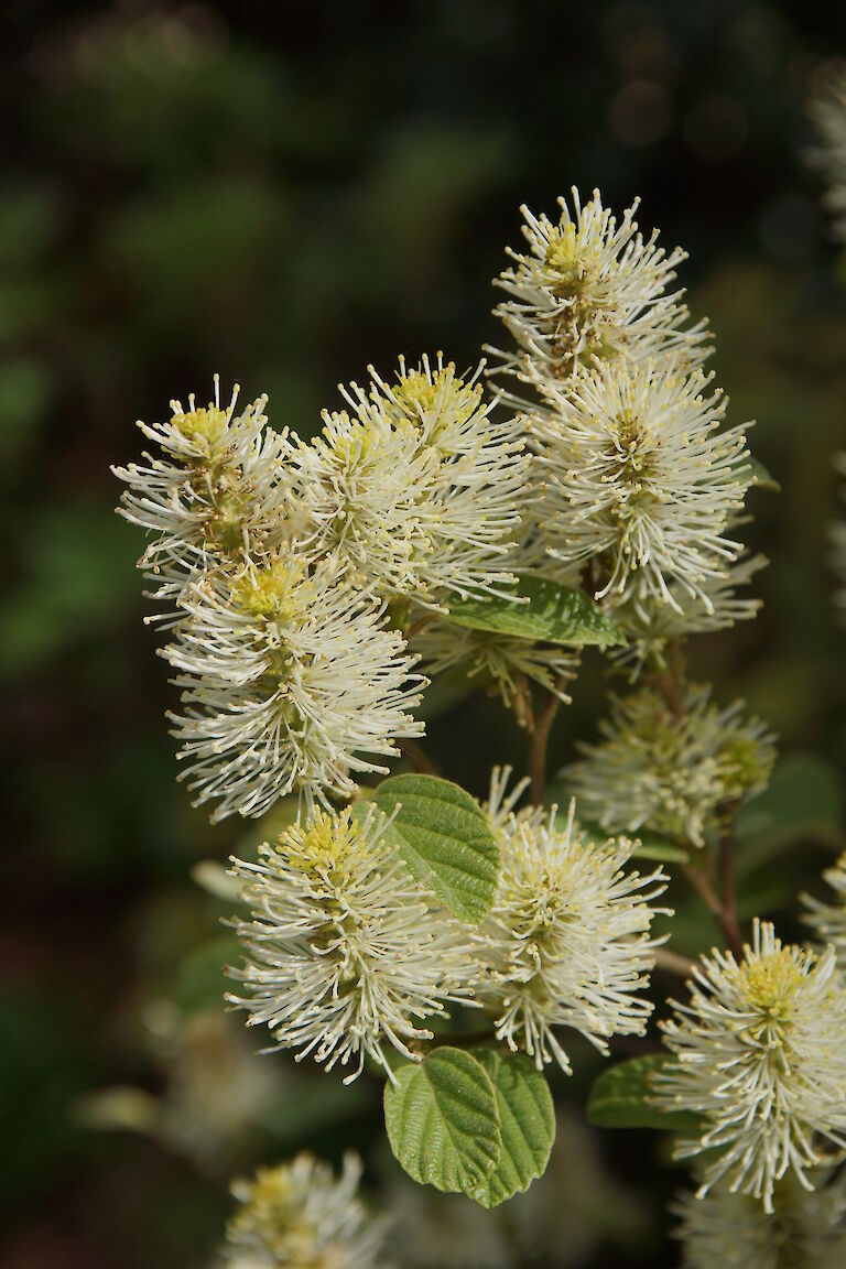 Fothergilla major