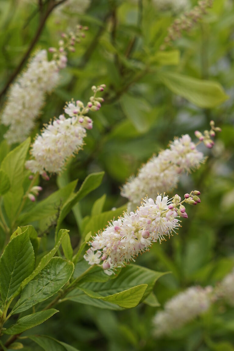 Clethra alnifolia