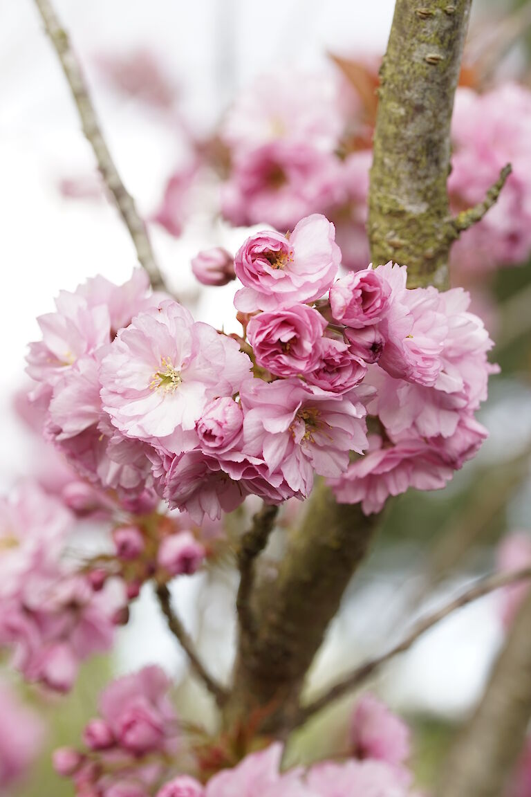 Prunus serrulata Kanzan