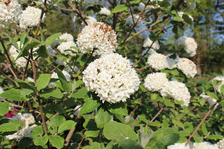 Viburnum Eskimo