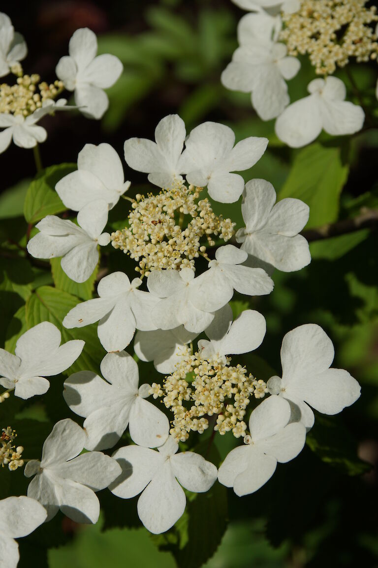 Viburnum plicatum 'Lanarth'