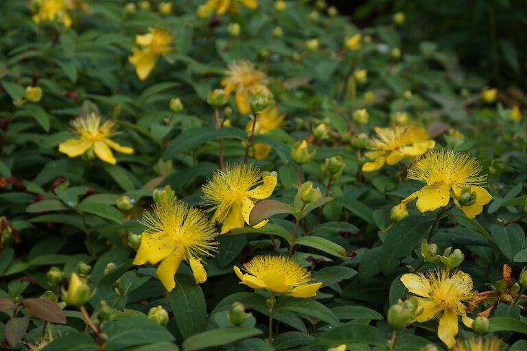 Hypericum calycinum