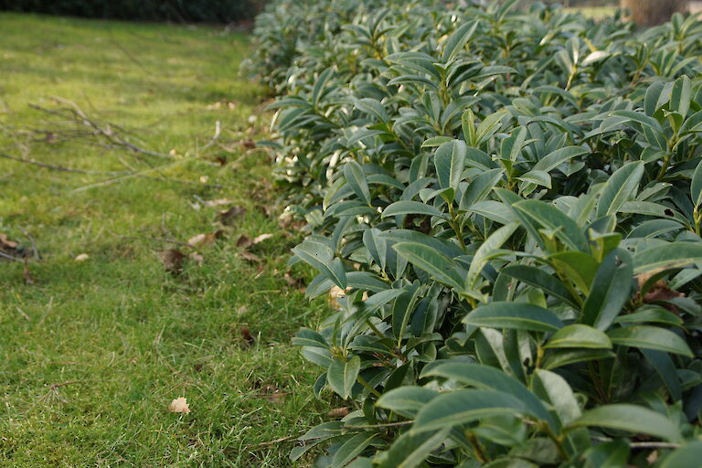 Prunus laurocerasus 'Mount Vernon'