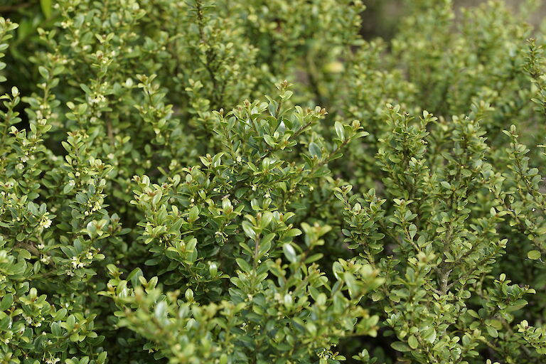 Ilex crenata Glorie Dwarf