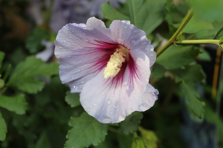 Hibiscus syriacus 'Silke'