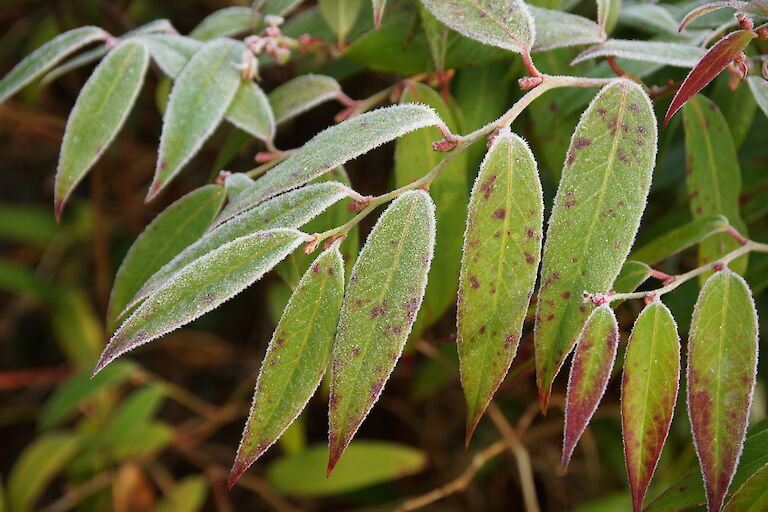 Leucothoe walteri