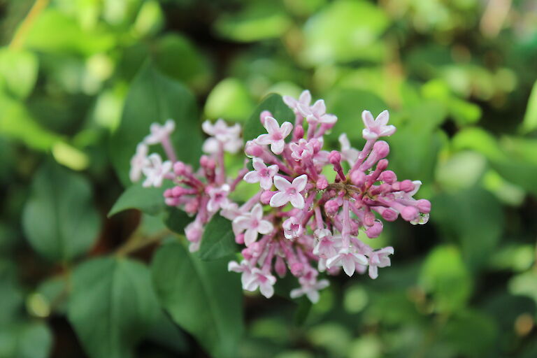 Syringa meyeri 'Palibin'