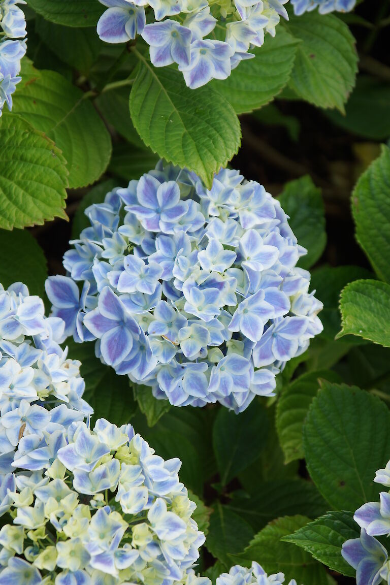 Hydrangea macrophylla 'Forever Peppermint'