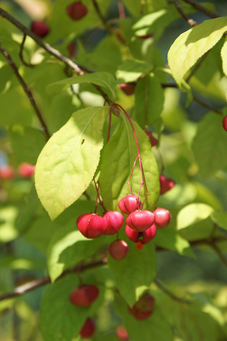 Euonymus alatus