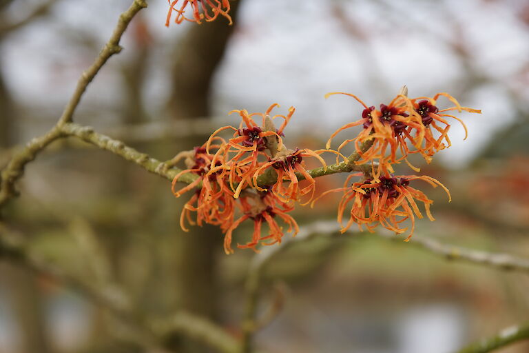 Hamamelis intermedia 'Jelena'