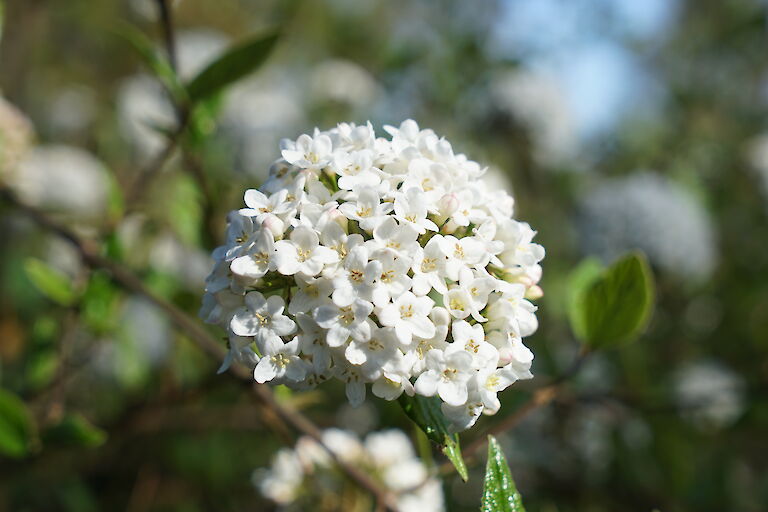 Viburnum burkwoodii