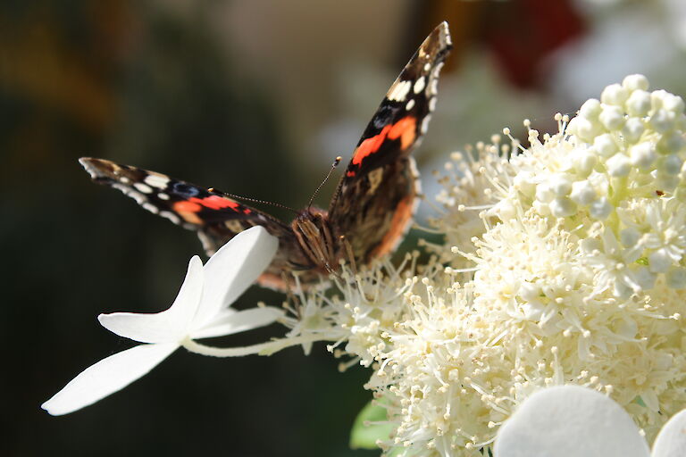 Hydrangea paniculata 'Butterfly' Insekt