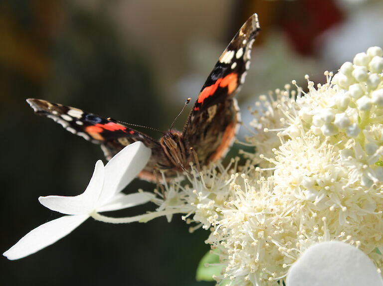 Hydrangea paniculata 'Butterfly' Insekt