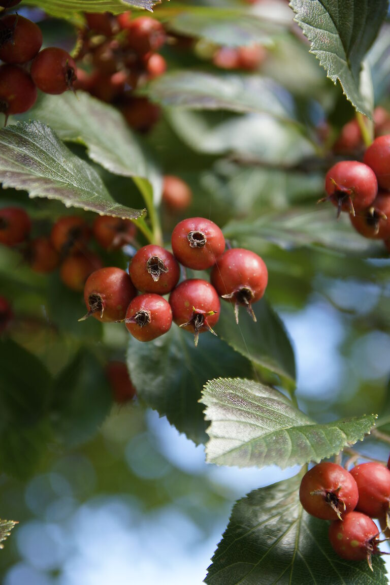 Sorbus aria