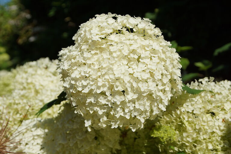 Hydrangea arborescens 'Annabelle'