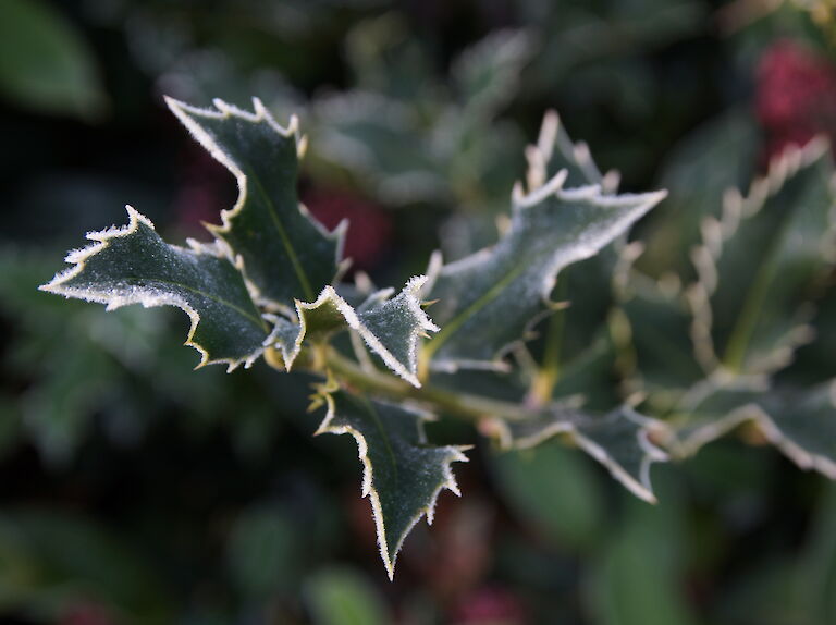 Ilex aquifolium Winter
