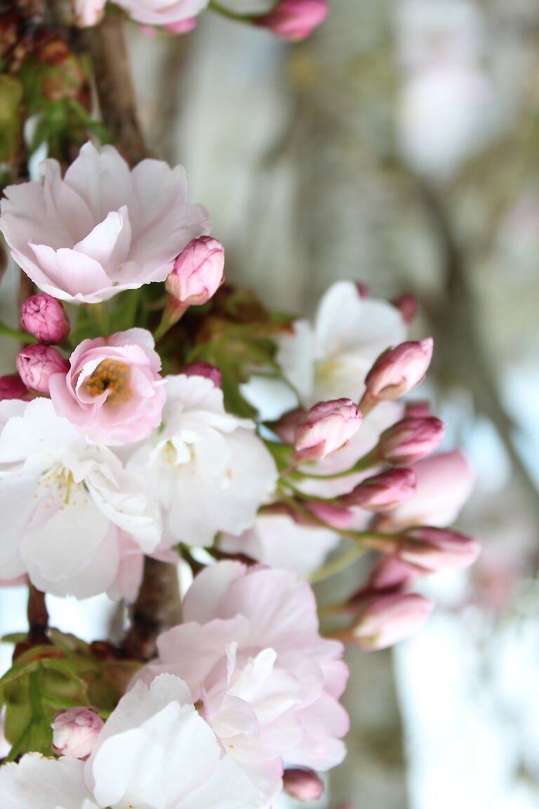 Prunus serrulata