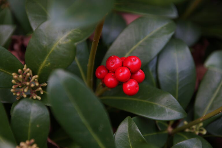 Skimmia japonica