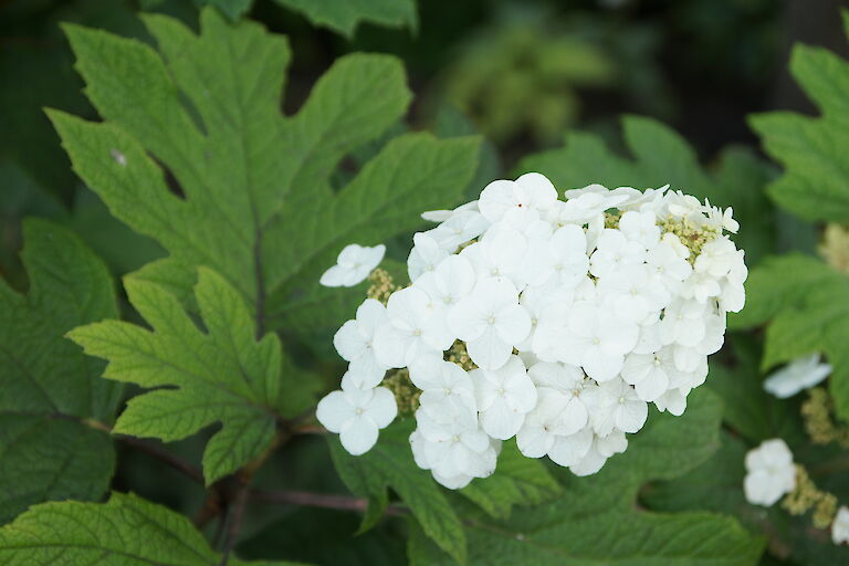 Hydrangea quercifolia 'Applause'