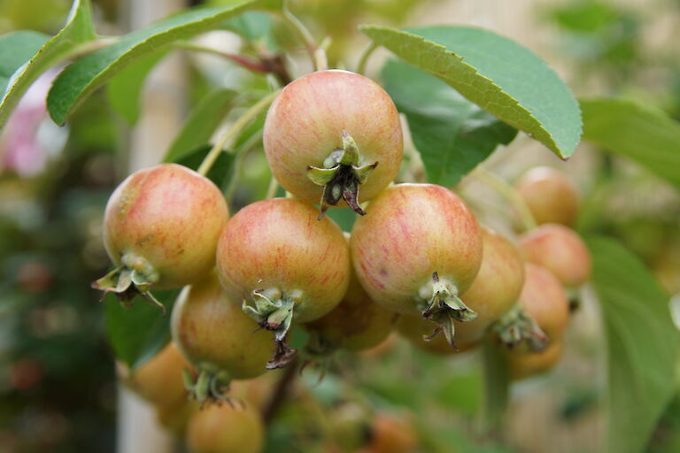 Malus 'Red Sentinel'