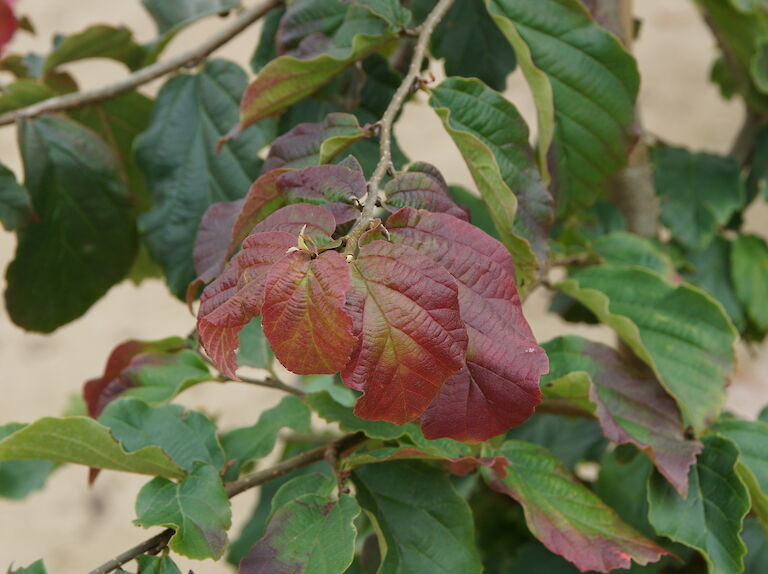 Parrotia persica 'Tuezmadar'
