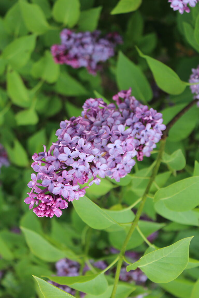 Syringa vulgaris 'Clarance D. v. Zandt'