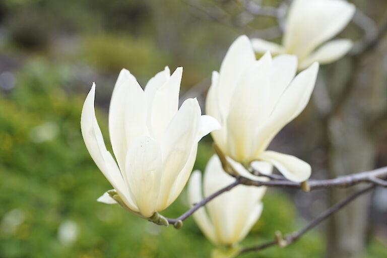 Magnolia Ivory Chalice