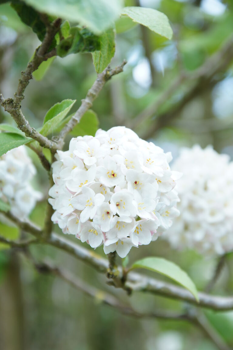 Viburnum x carlcephalum