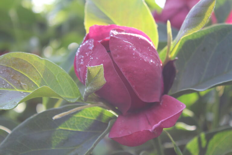 Magnolia 'Genie'