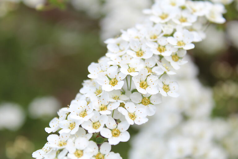 Spiraea Grefsheim