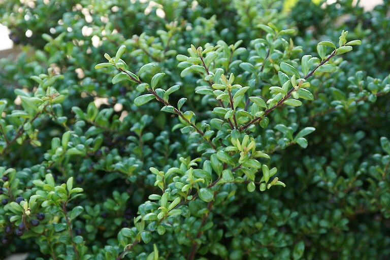 Ilex cranata 'Stokes'