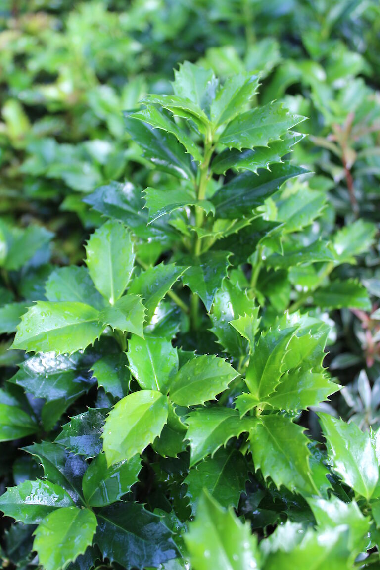 Ilex x meserveae 'Heckenstar'