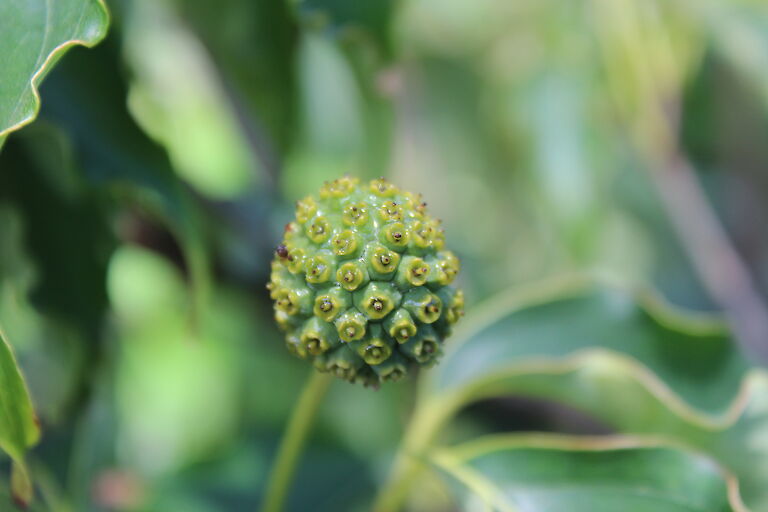 Cornus kousa var. chinensis