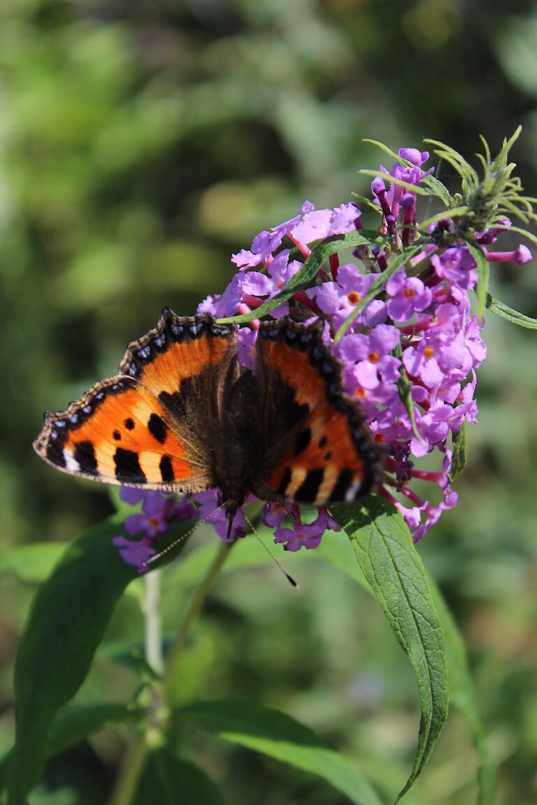 Buddleja Insekt