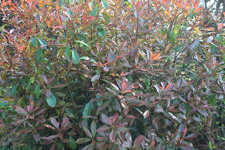 Photinia fraseri 'Red 